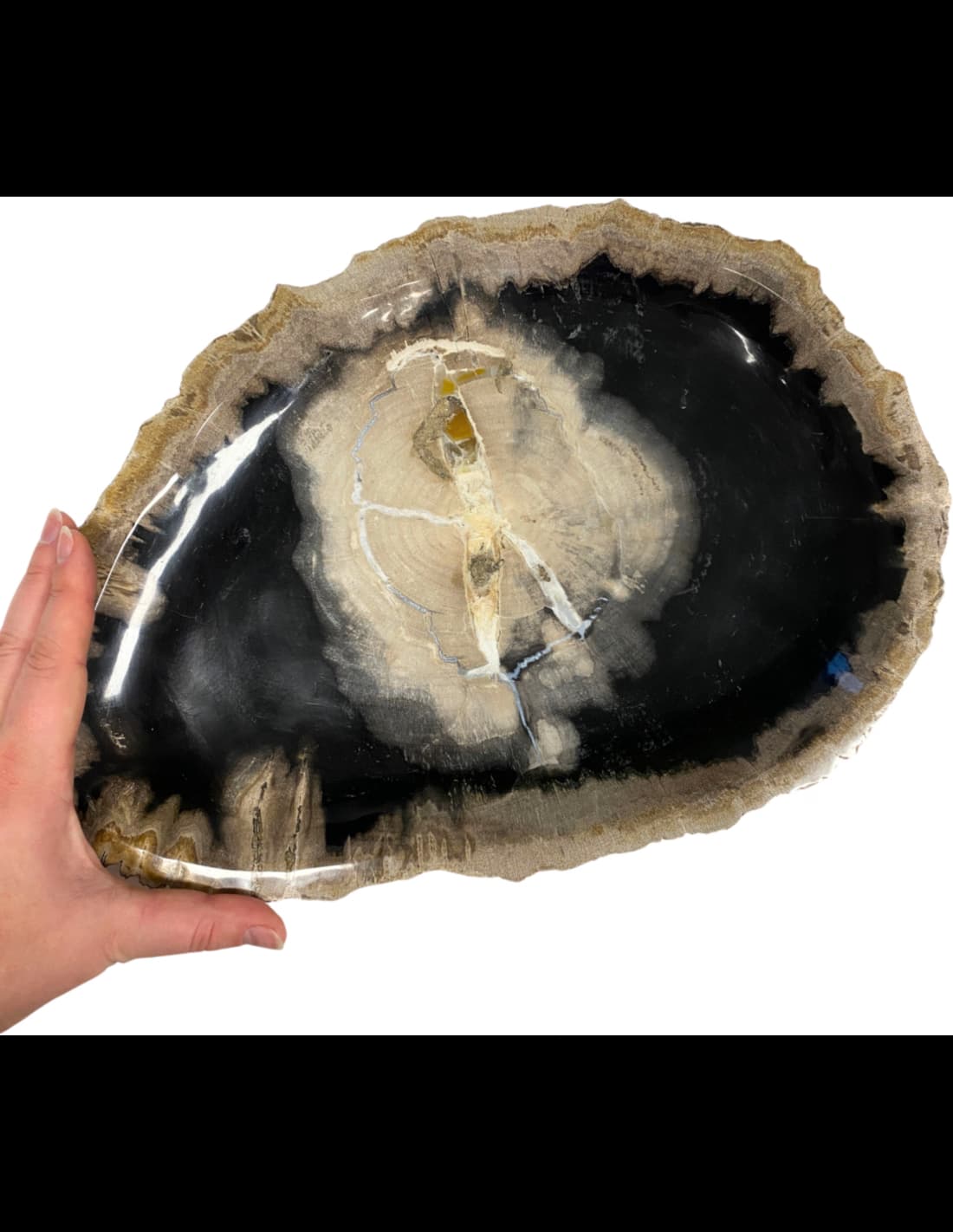 Versteend houten bord nr.06 voordelen