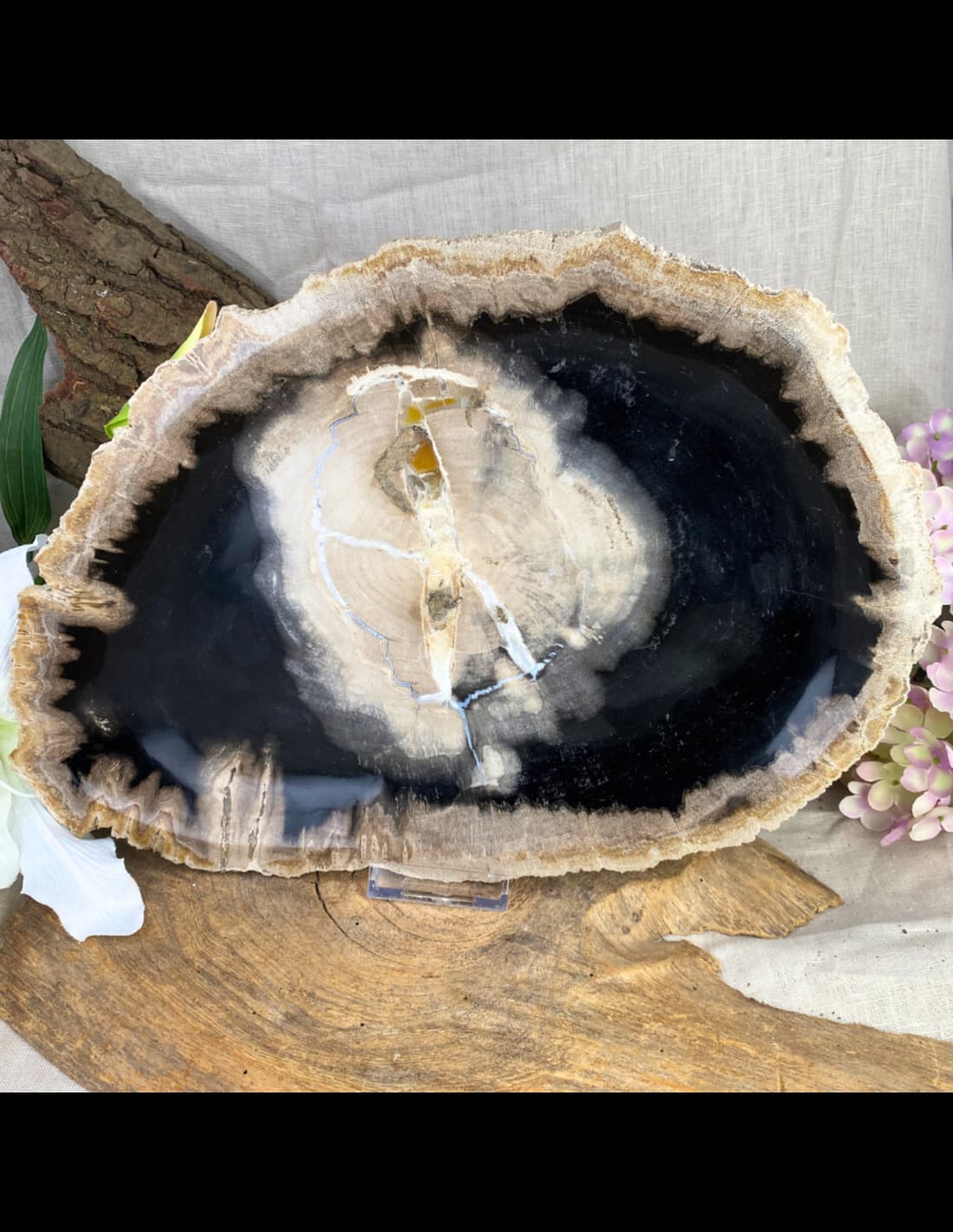 Versteend houten bord nr.06